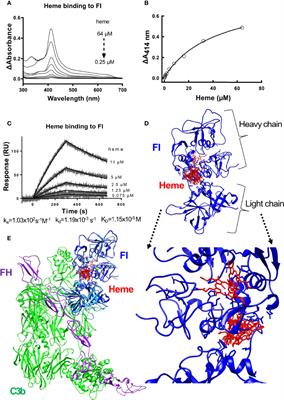 Heme Interferes With Complement Factor I-Dependent Regulation by Enhancing Alternative Pathway Activation